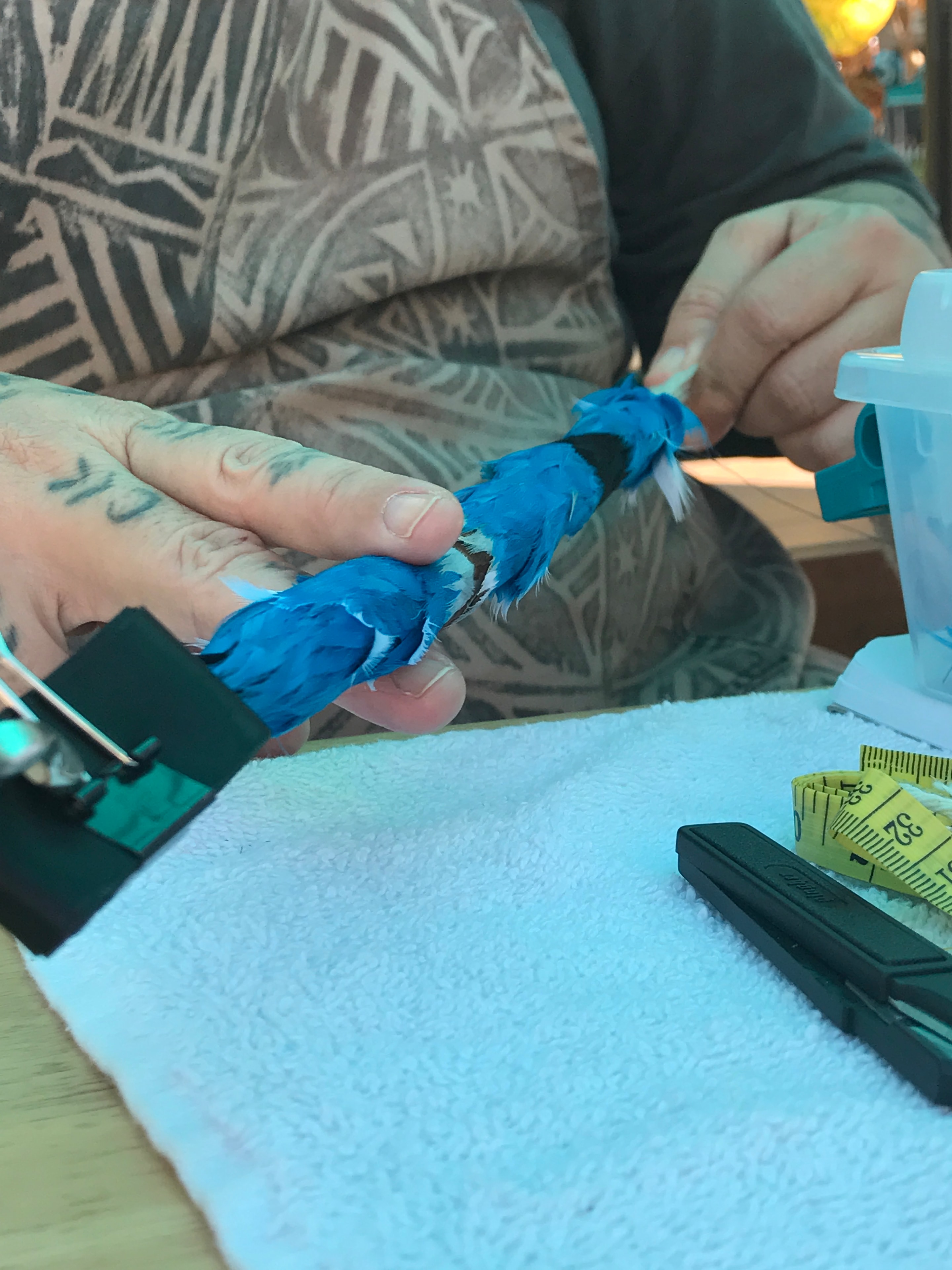 Blue bird being held and measured during wildlife research activity